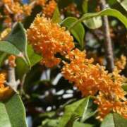 ヒメ日記 2025/09/28 08:37 投稿 いずみ♡M気強めのおっとり熟女♡ 富山インターちゃんこ