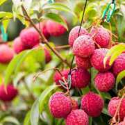 ヒメ日記 2025/10/02 19:42 投稿 いずみ♡M気強めのおっとり熟女♡ 富山インターちゃんこ