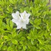 ヒメ日記 2026/04/17 12:52 投稿 いずみ♡M気強めのおっとり熟女♡ 富山インターちゃんこ