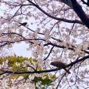 ヒメ日記 2025/04/04 10:45 投稿 ねむ【完未の大学生のほぼ処女】 STELLA TOKYO－ステラトウキョウ－