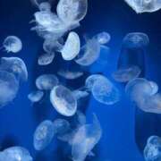 ヒメ日記 2025/05/29 23:02 投稿 ねむ【完未の大学生のほぼ処女】 STELLA TOKYO－ステラトウキョウ－