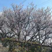 ヒメ日記 2025/03/27 14:22 投稿 麦野 あいさ 30代40代50代と遊ぶなら博多人妻専科24時