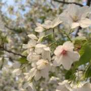 ヒメ日記 2026/03/29 23:33 投稿 温森(ぬくもり) 相模原人妻城