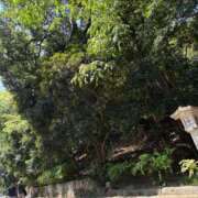 ヒメ日記 2025/07/31 08:35 投稿 ゆゆ アラモード