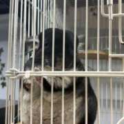 ゆゆ 出勤！！ アラモード