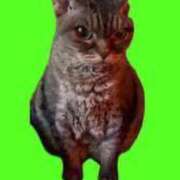 ヒメ日記 2025/02/24 14:58 投稿 ネネ【新人】【宮崎っ子】 Alice