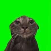 ヒメ日記 2025/02/27 15:01 投稿 ネネ【新人】【宮崎っ子】 Alice