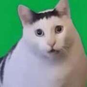 ヒメ日記 2025/03/15 16:19 投稿 ネネ【新人】【宮崎っ子】 Alice