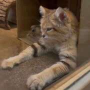 ヨウコ お礼 マテリアル