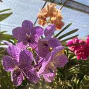 ヒメ日記 2025/04/30 21:45 投稿 ここな 東京エステコレクション 新橋・銀座