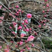 ヒメ日記 2025/02/04 13:48 投稿 はる 横浜Cute