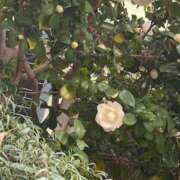 ヒメ日記 2024/12/20 16:10 投稿 しおり 舐めフェチの会