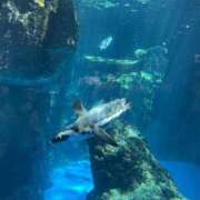 ヒメ日記 2025/02/21 12:06 投稿 しおり 舐めフェチの会