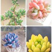 ヒメ日記 2025/02/24 19:01 投稿 知念もみじ 大阪ぽっちゃり妻 谷九店