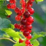 ヒメ日記 2025/07/07 11:01 投稿 知念もみじ 大阪ぽっちゃり妻 谷九店