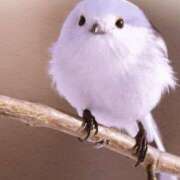 ヒメ日記 2025/08/17 16:27 投稿 そら ギン妻パラダイス 堺東店