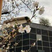 ヒメ日記 2025/03/28 15:48 投稿 五十嵐ちり HANABI(福富町)