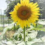 ヒメ日記 2025/07/18 15:21 投稿 なるみ シークレットタッチ