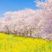 ヒメ日記 2025/04/09 09:59 投稿 くみ 所沢デリヘル桜