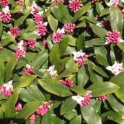 ヒメ日記 2025/03/02 10:10 投稿 きい 優しいM性感 五反田