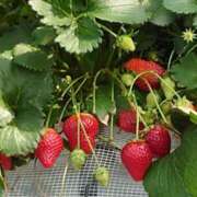 ヒメ日記 2025/03/31 12:22 投稿 きい 優しいM性感 五反田