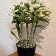 ヒメ日記 2026/03/17 21:47 投稿 きい 優しいM性感 五反田