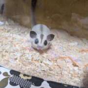 ヒメ日記 2024/12/21 12:00 投稿 榊原いより AroMarquis（周南店）