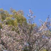 ヒメ日記 2025/04/08 16:09 投稿 みのり 佐賀人妻デリヘル 「デリ夫人」