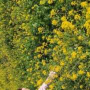 ヒメ日記 2026/03/30 00:51 投稿 みのり 佐賀人妻デリヘル 「デリ夫人」