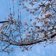 ヒメ日記 2026/03/30 09:59 投稿 みのり 佐賀人妻デリヘル 「デリ夫人」