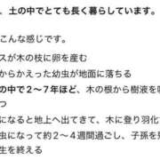 ヒメ日記 2026/07/23 09:56 投稿 みのり 佐賀人妻デリヘル 「デリ夫人」