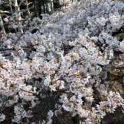 ヒメ日記 2026/03/29 21:09 投稿 神楽 愛 東京貴楼館