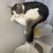 ヒメ日記 2025/12/31 06:33 投稿 まゆ SCREEN(スクリーン)