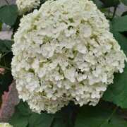 ヒメ日記 2025/07/05 07:08 投稿 二階堂ちか ウフフな40。ムフフな50。。（横浜ハレ系）