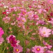 ヒメ日記 2025/10/26 07:07 投稿 二階堂ちか ウフフな40。ムフフな50。。（横浜ハレ系）