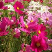 ヒメ日記 2025/10/29 17:02 投稿 二階堂ちか ウフフな40。ムフフな50。。（横浜ハレ系）