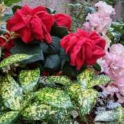 二階堂ちか こんにちは(^-^ゞ ウフフな40。ムフフな50。。（横浜ハレ系）