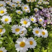 ヒメ日記 2026/04/10 11:18 投稿 二階堂ちか ウフフな40。ムフフな50。。（横浜ハレ系）