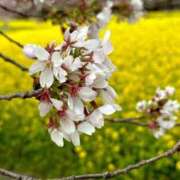 ヒメ日記 2025/04/16 11:45 投稿 阿部あきの ウフフな40。ムフフな50。。（横浜ハレ系）