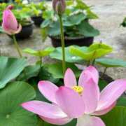 ヒメ日記 2025/06/25 12:45 投稿 阿部あきの ウフフな40。ムフフな50。。（横浜ハレ系）