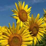 ヒメ日記 2025/07/14 12:45 投稿 阿部あきの ウフフな40。ムフフな50。。（横浜ハレ系）