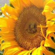 ヒメ日記 2025/08/07 06:15 投稿 阿部あきの ウフフな40。ムフフな50。。（横浜ハレ系）