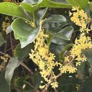 ヒメ日記 2025/11/01 06:00 投稿 阿部あきの ウフフな40。ムフフな50。。（横浜ハレ系）