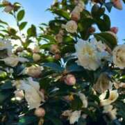 ヒメ日記 2025/11/28 13:00 投稿 阿部あきの ウフフな40。ムフフな50。。（横浜ハレ系）