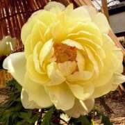 ヒメ日記 2026/01/23 12:30 投稿 阿部あきの ウフフな40。ムフフな50。。（横浜ハレ系）