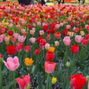 ヒメ日記 2026/04/09 11:21 投稿 阿部あきの ウフフな40。ムフフな50。。（横浜ハレ系）