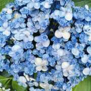 ヒメ日記 2026/06/15 12:15 投稿 阿部あきの ウフフな40。ムフフな50。。（横浜ハレ系）