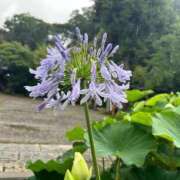ヒメ日記 2026/09/08 06:00 投稿 阿部あきの ウフフな40。ムフフな50。。（横浜ハレ系）