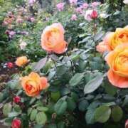 ヒメ日記 2025/05/09 15:04 投稿 近藤あすか ウフフな40。ムフフな50。。（横浜ハレ系）