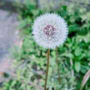 ヒメ日記 2025/04/15 09:20 投稿 土屋かりん ウフフな40。ムフフな50。。（横浜ハレ系）